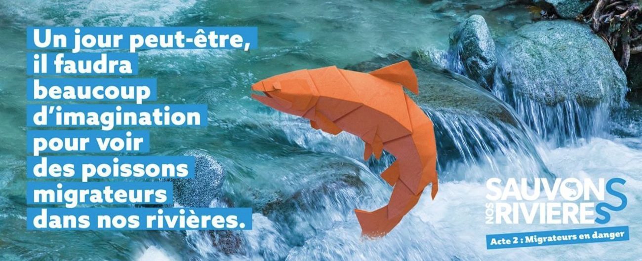 Le saumon, un poisson en danger