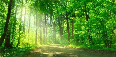 Forêts : apprenez à les connaÃ®tre en vous baladant avec votre smartphone !