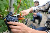 Placement dans le vin : Christie’s lance le conseil en acquisitions de domaines viticoles