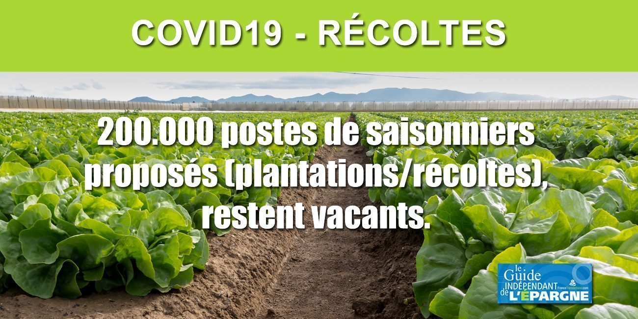 COVID19 : Manque de bras dans les champs = manque de fruits et légumes dans vos assiettes COVID19 : Manque de bras dans les champs = manque de fruits et légumes dans vos assiettes