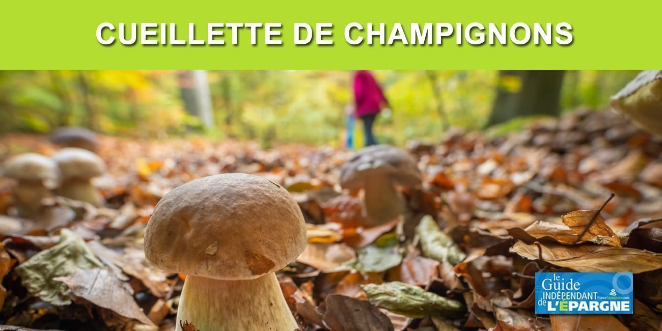 Champignons : un automne 2022 exceptionnel, été chaud, pluies orageuses, les cèpes sont au rendez-vous ! Champignons : un automne 2022 exceptionnel, été chaud, pluies orageuses, les cèpes sont au rendez-vous !