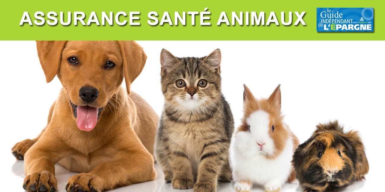 Chien, chat, lapin, et autres : comment choisir l'assurance santé de son animal de compagnie ? Chien, chat, lapin, et autres : comment choisir l'assurance santé de son animal de compagnie ?