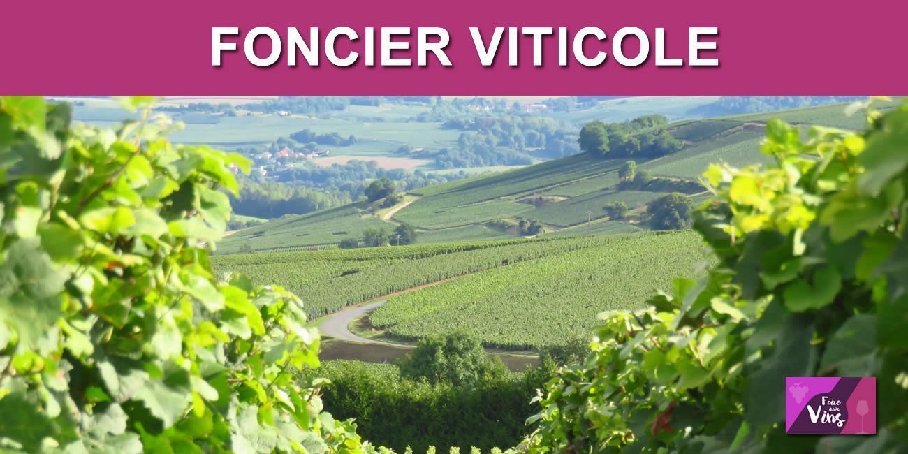 Foncier viticole : prix moyen des vignes en 2020, de fortes disparités selon les appellations Foncier viticole : prix moyen des vignes en 2020, de fortes disparités selon les appellations