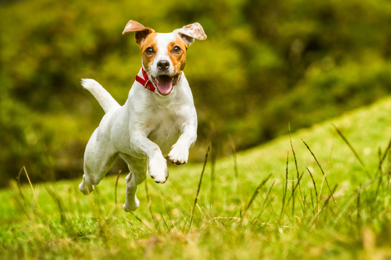 Semaine Nationale du Chien du 28 septembre au 6 octobre 2024 : faire du sport avec son chien