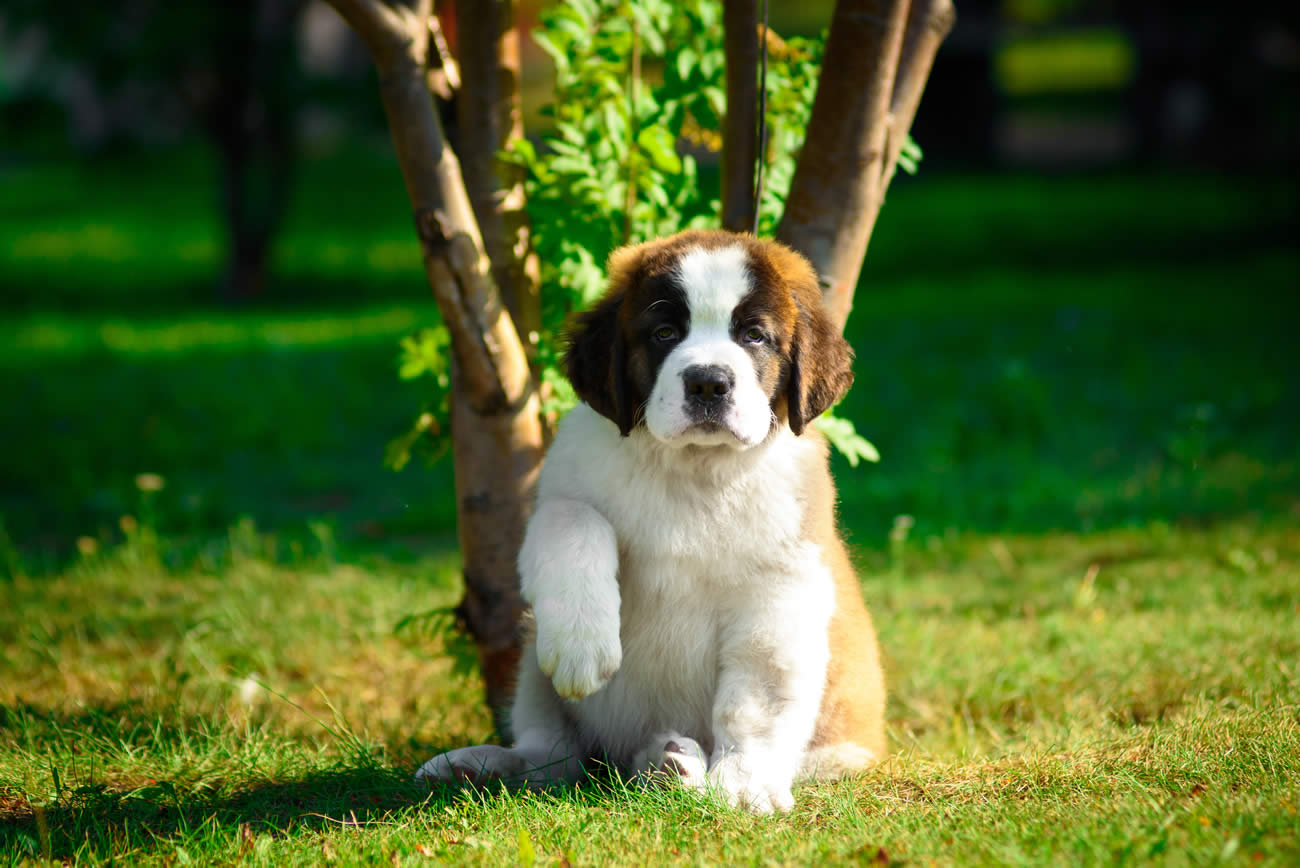 Immobilier : près de la moitié des Français choisissent leur logement en fonction de leur chien