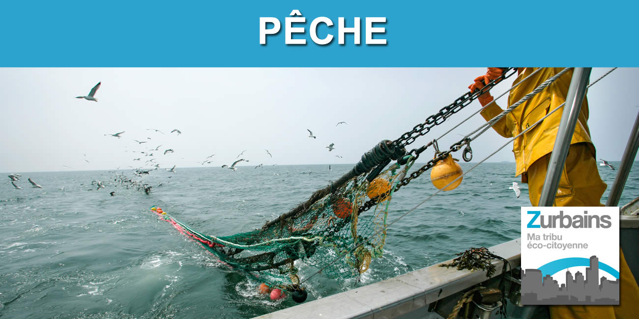 Pêche : le chalutage en eaux profondes de plus en plus critiqué Pêche : le chalutage en eaux profondes de plus en plus critiqué