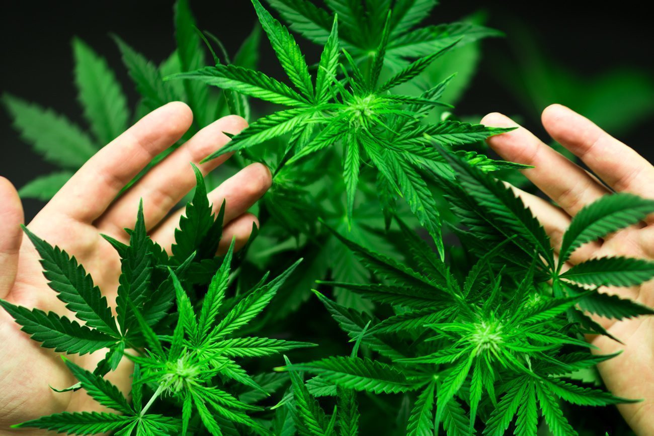 Cannabis thérapeutique enfin autorisé en France, mais uniquement sous forme d'huiles, de gélules ou de fleurs séchées