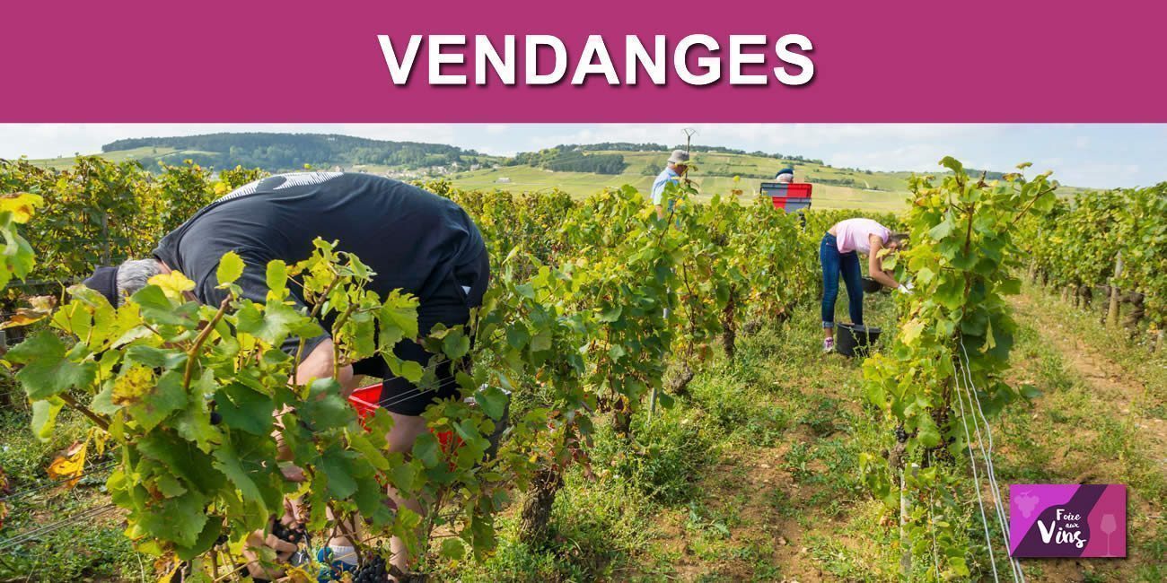 Faire les vendanges en 2022 ? Il manque 30% de vendangeurs !