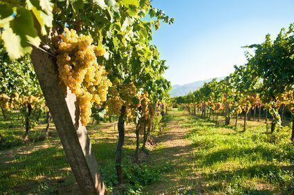 Placement dans le vin : Christie's se positionne sur le marché des domaines viticoles